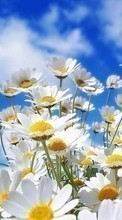 Lade kostenlos Hintergrundbilder Pflanzen,Landschaft,Blumen,Sky,Clouds,Kamille für Handy oder Tablet herunter.