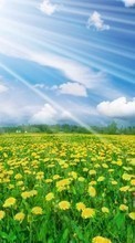 Landschaft,Blumen,Felder,Sky für LG Optimus L3 2 E425