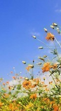 Lade kostenlos Hintergrundbilder Pflanzen,Blumen,Sky für Handy oder Tablet herunter.