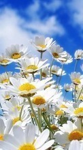 Lade kostenlos Hintergrundbilder Blumen,Sky,Kamille,Pflanzen für Handy oder Tablet herunter.
