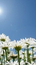 Lade kostenlos Hintergrundbilder Pflanzen,Blumen,Sky,Sun,Kamille für Handy oder Tablet herunter.
