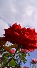 Lade kostenlos Hintergrundbilder Pflanzen,Blumen,Sky,Roses für Handy oder Tablet herunter.