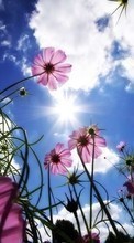 Lade kostenlos 128x160 Hintergrundbilder Pflanzen,Blumen,Sky,Sun für Handy oder Tablet herunter.
