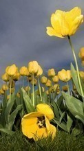Lade kostenlos Hintergrundbilder Pflanzen,Blumen,Sky,Tulpen für Handy oder Tablet herunter.