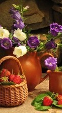 Lade kostenlos Hintergrundbilder Blumen,Objekte,Pflanzen für Handy oder Tablet herunter.