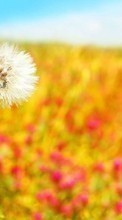 Lade kostenlos Hintergrundbilder Blumen,Löwenzahn,Pflanzen für Handy oder Tablet herunter.
