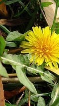 Lade kostenlos Hintergrundbilder Pflanzen,Blumen,Löwenzahn für Handy oder Tablet herunter.