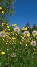 Lade kostenlos 320x480 Hintergrundbilder Pflanzen,Blumen,Grass,Löwenzahn für Handy oder Tablet herunter.