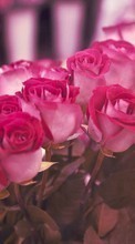 Lade kostenlos Hintergrundbilder Pflanzen,Blumen,Roses,Postkarten,8. März Internationaler Frauentag für Handy oder Tablet herunter.