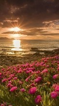 Lade kostenlos Hintergrundbilder Blumen,Landschaft,Strand,Sunset für Handy oder Tablet herunter.