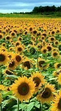 Lade kostenlos Hintergrundbilder Landschaft,Blumen,Felder,Sonnenblumen für Handy oder Tablet herunter.