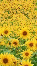 Lade kostenlos Hintergrundbilder Blumen,Landschaft,Sonnenblumen,Felder für Handy oder Tablet herunter.