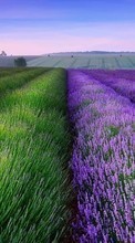 Lade kostenlos Hintergrundbilder Landschaft,Blumen,Felder für Handy oder Tablet herunter.