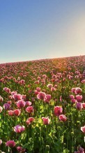 Lade kostenlos Hintergrundbilder Pflanzen,Landschaft,Blumen,Felder,Sun,Tulpen für Handy oder Tablet herunter.