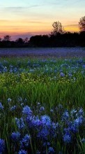 Lade kostenlos Hintergrundbilder Landschaft,Blumen,Sunset,Felder für Handy oder Tablet herunter.