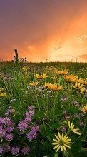 Lade kostenlos Hintergrundbilder Blumen,Landschaft,Felder,Sunset für Handy oder Tablet herunter.