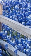 Blumen,Pflanzen,Landschaft für Sony Xperia TX