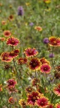Lade kostenlos Hintergrundbilder Blumen,Landschaft,Pflanzen für Handy oder Tablet herunter.