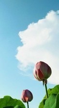 Blumen,Landschaft,Pflanzen für LG Optimus 3D P920