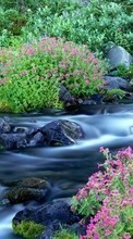 Lade kostenlos Hintergrundbilder Pflanzen,Landschaft,Blumen,Flüsse für Handy oder Tablet herunter.