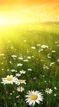 Lade kostenlos Hintergrundbilder Pflanzen,Landschaft,Blumen,Sun,Kamille für Handy oder Tablet herunter.