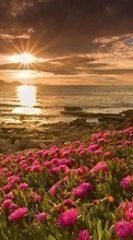 Lade kostenlos 540x960 Hintergrundbilder Pflanzen,Landschaft,Blumen,Sunset,Sun für Handy oder Tablet herunter.