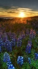 Lade kostenlos 320x240 Hintergrundbilder Pflanzen,Landschaft,Blumen,Sunset,Sun für Handy oder Tablet herunter.