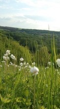 Pflanzen,Landschaft,Blumen,Grass für Samsung Galaxy Spica