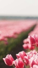 Lade kostenlos Hintergrundbilder Pflanzen,Landschaft,Blumen,Tulpen für Handy oder Tablet herunter.