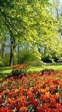 Lade kostenlos Hintergrundbilder Pflanzen,Landschaft,Blumen,Tulpen für Handy oder Tablet herunter.