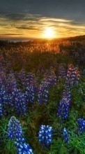 Lade kostenlos Hintergrundbilder Blumen,Landschaft,Sunset für Handy oder Tablet herunter.