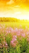 Lade kostenlos Hintergrundbilder Blumen,Landschaft,Sunset für Handy oder Tablet herunter.