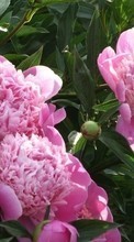 Lade kostenlos 360x640 Hintergrundbilder Pflanzen,Blumen,Pfingstrosen für Handy oder Tablet herunter.
