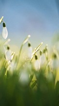 Lade kostenlos Hintergrundbilder Pflanzen,Blumen,Schneeglöckchen für Handy oder Tablet herunter.