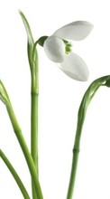 Lade kostenlos Hintergrundbilder Blumen,Schneeglöckchen,Pflanzen für Handy oder Tablet herunter.