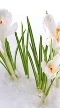 Lade kostenlos Hintergrundbilder Pflanzen,Blumen,Schnee,Schneeglöckchen für Handy oder Tablet herunter.
