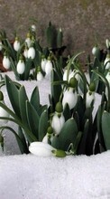 Lade kostenlos Hintergrundbilder Pflanzen,Winterreifen,Blumen,Schneeglöckchen für Handy oder Tablet herunter.