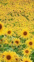 Lade kostenlos Hintergrundbilder Pflanzen,Blumen,Felder,Sonnenblumen für Handy oder Tablet herunter.