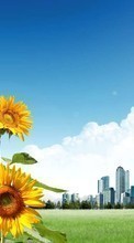 Lade kostenlos 1080x1920 Hintergrundbilder Pflanzen,Blumen,Sonnenblumen für Handy oder Tablet herunter.
