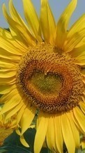 Lade kostenlos Hintergrundbilder Pflanzen,Blumen,Sonnenblumen für Handy oder Tablet herunter.