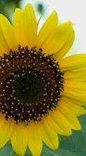 Lade kostenlos Hintergrundbilder Blumen,Sonnenblumen,Pflanzen für Handy oder Tablet herunter.