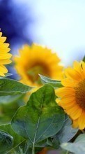 Blumen,Sonnenblumen,Pflanzen für HTC One M9