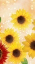 Lade kostenlos 240x400 Hintergrundbilder Pflanzen,Blumen,Sonnenblumen für Handy oder Tablet herunter.