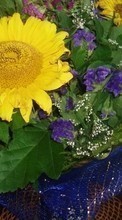 Lade kostenlos 128x160 Hintergrundbilder Pflanzen,Sonnenblumen für Handy oder Tablet herunter.