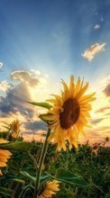 Lade kostenlos Hintergrundbilder Sunset,Sonnenblumen,Pflanzen,Blumen für Handy oder Tablet herunter.
