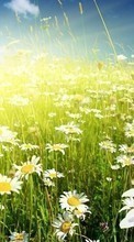 Lade kostenlos Hintergrundbilder Blumen,Felder,Pflanzen,Kamille für Handy oder Tablet herunter.