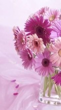 Lade kostenlos 720x1280 Hintergrundbilder Pflanzen,Blumen für Handy oder Tablet herunter.