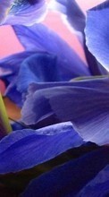 Pflanzen,Blumen für HTC Desire SV