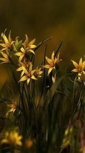 Lade kostenlos 480x800 Hintergrundbilder Pflanzen,Blumen für Handy oder Tablet herunter.