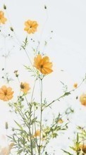 Lade kostenlos 128x160 Hintergrundbilder Pflanzen,Blumen für Handy oder Tablet herunter.